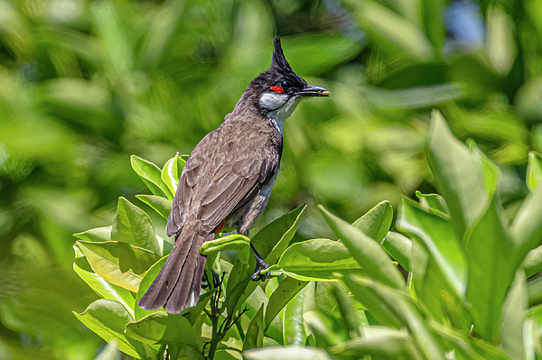 Morris Finkelstein - Red-Whiskered Bulbul Perched