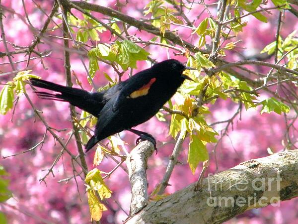 Rory Cubel - Red Wing Blackbird Singing In Tree Shade        Spring        Indiana  