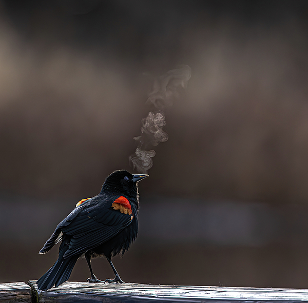 EZ Lorenz - Red winged Blackbird did not inhale 