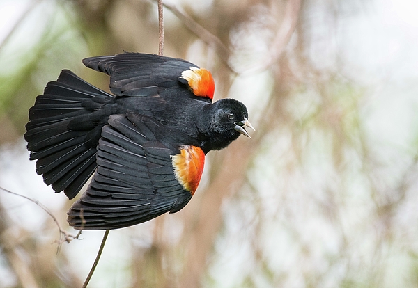 Ray Whitt - Red-winged Blackbird