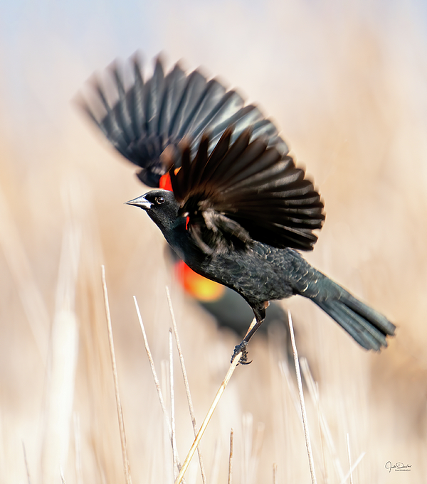 Judi Dressler - Red-winged Blackbird Wingspread