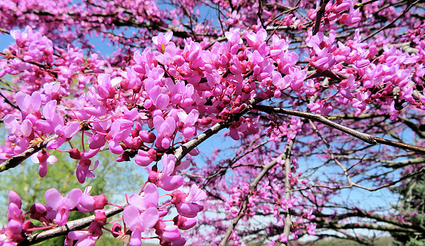 Only A Fine Day - RedBud Tree in Bloom - Detail