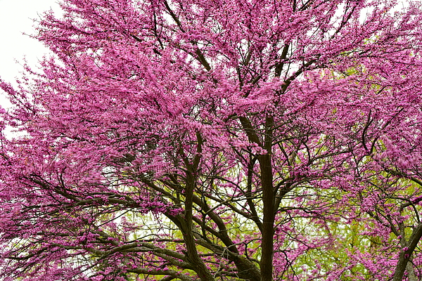 Kathy Lyon-Smith - Redbud tree in full bloom
