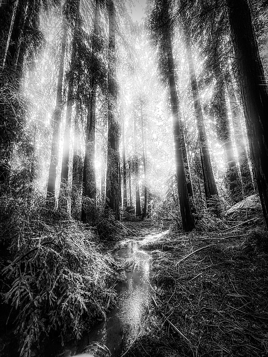 Christina Ford - Redwood Forest