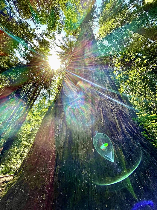 JHolmes Snapshots - Redwoods - I
