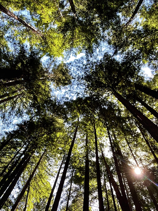 Jenna Holmes - Redwoods Treetops