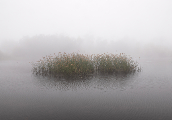 William Dunigan - Reeds and Fog in a Ramona Pond