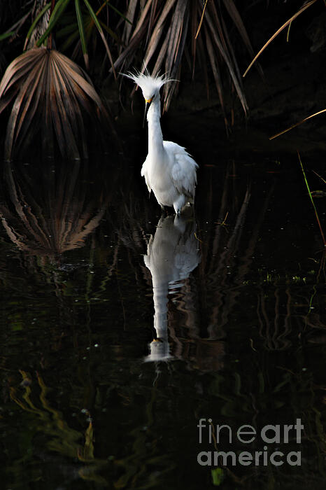 Brenda Harle - Reflecting Snowy Egret