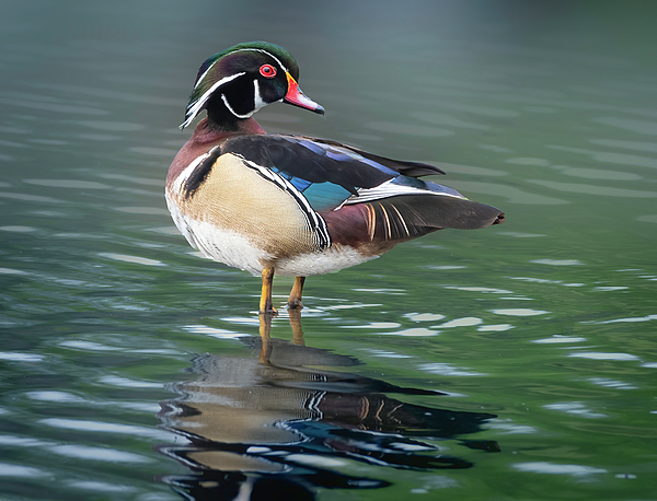 Angie Mossburg - Reflecting Wood Duck