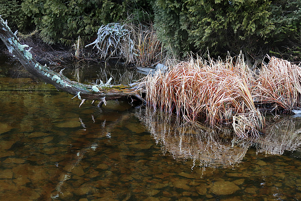 David T Wilkinson - Reflection at Reiboldt Creek