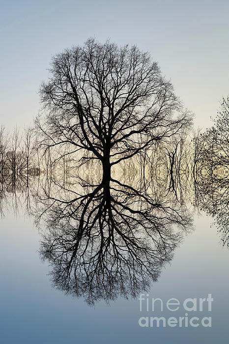 Adriana Mueller - Reflection of a tree