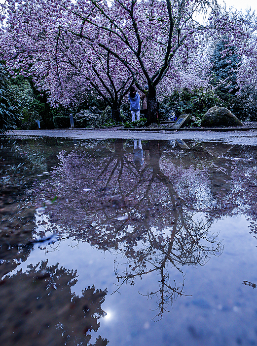 EZ Lorenz - Reflection of Cherry Blossoms