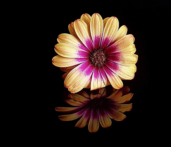 E Hollender - Reflection of Daisy Flower