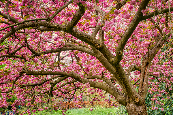 Raymond Hill - Regents Park Cherry Blossom Tree