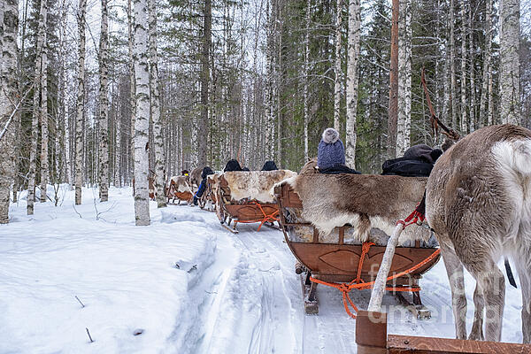 Patricia Hofmeester - Reindeer sleigh ride in the woods in Lapland