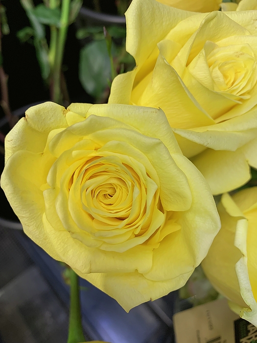 Flower Photographs