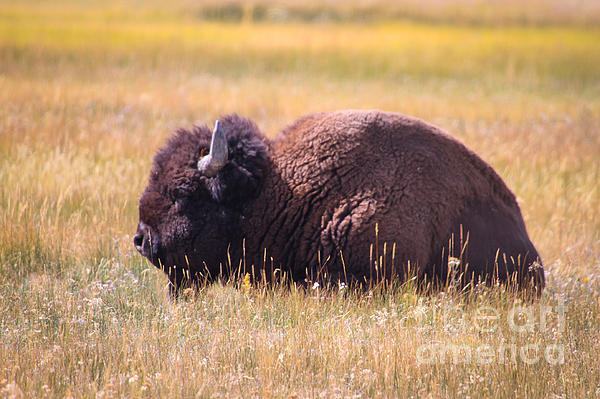 Saving Memories By Making Memories - Resting Buffalo