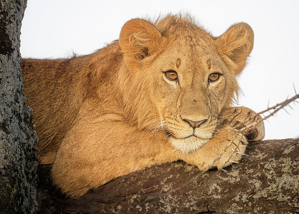 Joan Carroll - Resting But Alert Lion Tanzania Africa