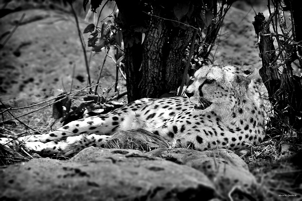 Ro Wade - Resting Cheetah, Monochrome