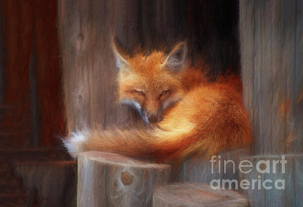 Mark Laurie - Resting Fox