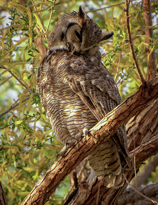 Tori M Bird - Resting Great Horned Owl