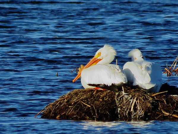 Lori Frisch - Resting Pair of Pelicans 