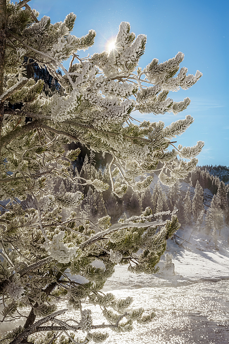 Joan Carroll - Rime Covered Trees with Sunstar Yellowstone National Park 2