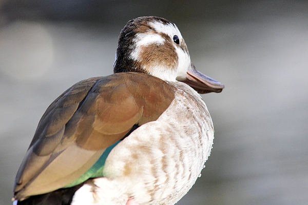 Neil R Finlay - Ringed Teal Waterbird 