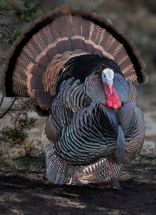 Turkey Tail Feathers Ornament by Gary Langley - Pixels