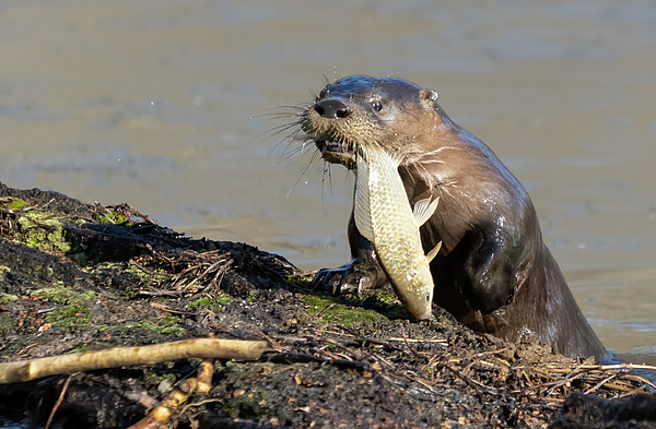 Giant river otter biting fish in river Throw Pillow