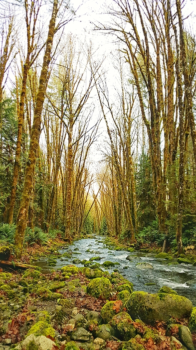 Adam Copp - River Trees - Fossli Park