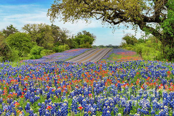 Bee Creek Photography - Tod and Cynthia - Roadside Color in the Hill Country