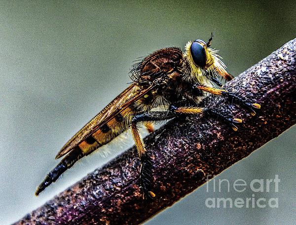 Cindy Treger - Robber Fly or Red-footed Cannibal Fly