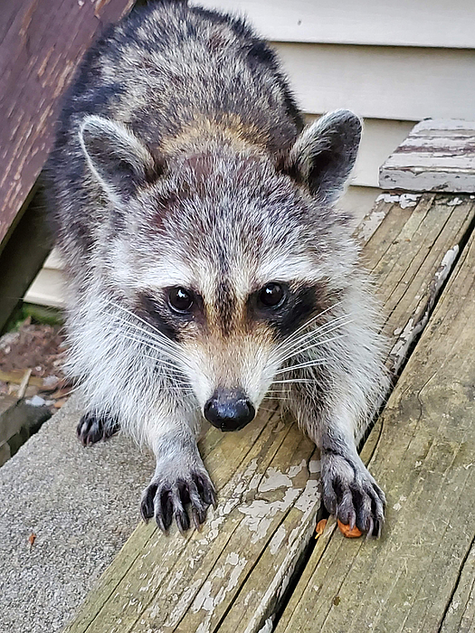 Rocket Raccoon Sticker