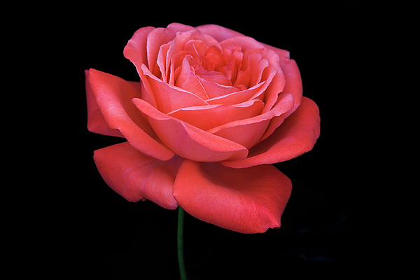 Belinda Krause - Romance and a Rose