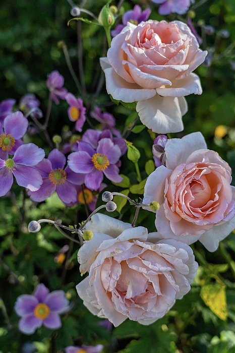 Nina Kulishova - Rose And Pink Anemone Hybrida In The Garden 3.