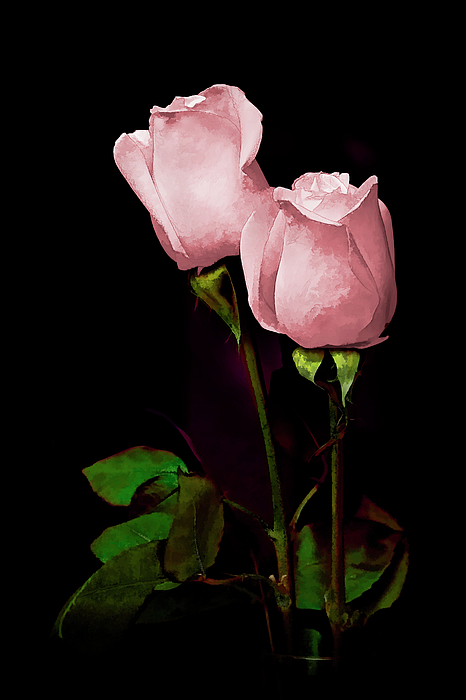https://images.fineartamerica.com/images/artworkimages/medium/3/rose-duet-in-pink-elena-francis.jpg