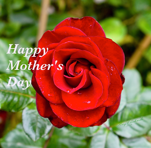 Gary F Richards - Rose For Mom Who Left Us