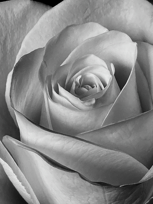 Kerstin Epifanio - Rose in Black and White