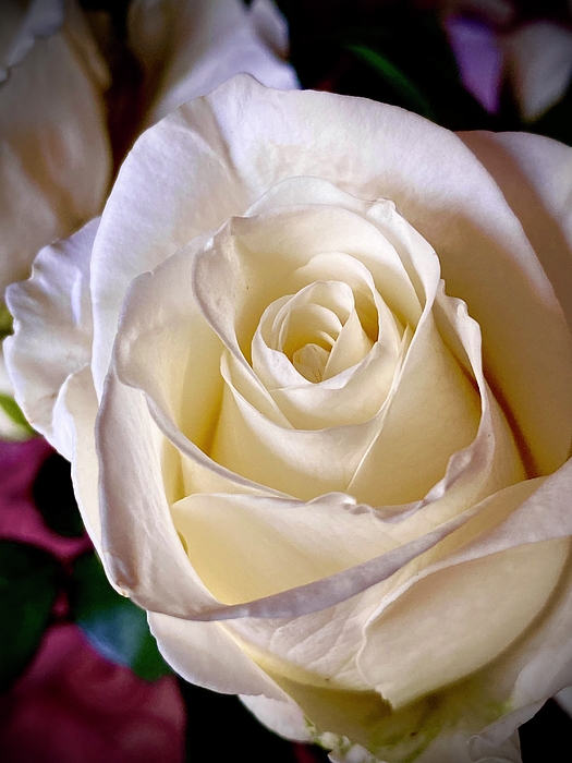 Kerstin Epifanio - Rose in Soft White