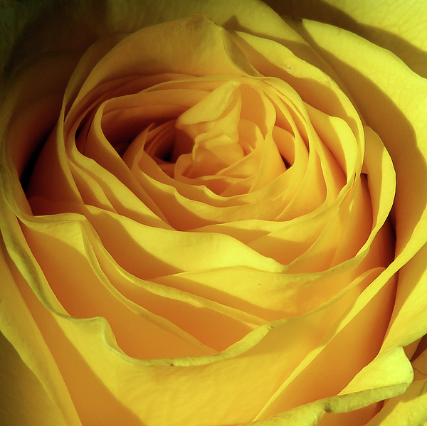 Only A Fine Day - Rose - Yellow - Macro
