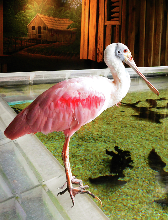 Emmy Marie Vickers - Roseate Spoonbill 1