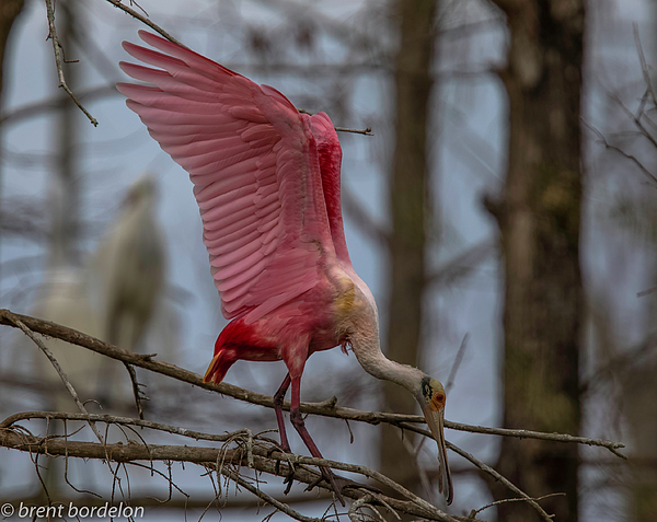 https://images.fineartamerica.com/images/artworkimages/medium/3/roseate-spoonbill-6419-brent-bordelon.jpg