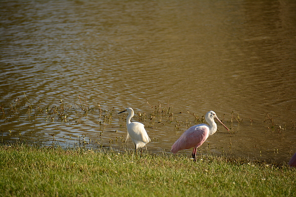 Brigitta Diaz - Roseate Spoonbill and Egret standing back to back