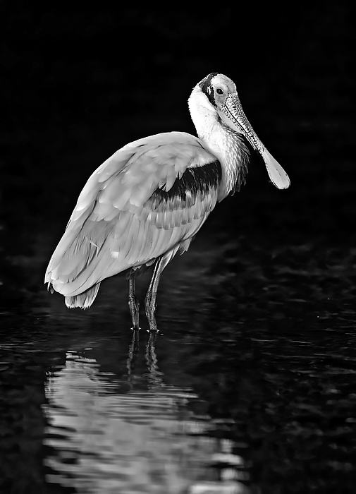 Roseate Spoonbill Bw Ringer T Shirt For Sale By Susan Candelario