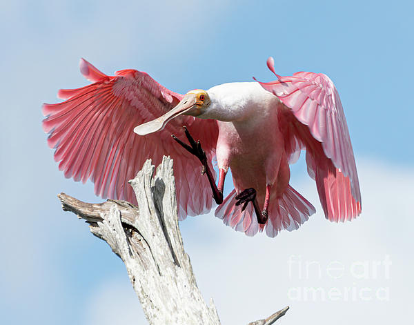 Roseate Spoonbill Throw Pillow, Designer Pillows