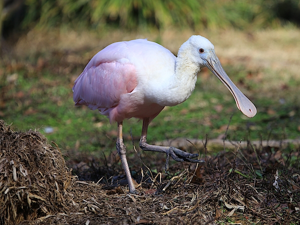 Roseate Spoonbill Throw Pillow, Designer Pillows