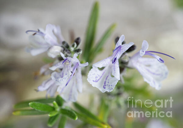 Iris Richardson - Rosemary Flower Macro -0420
