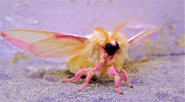 A rosy maple moth on fingers. Stock Photo