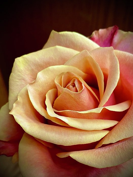 Kerstin Epifanio - Rosy Rose